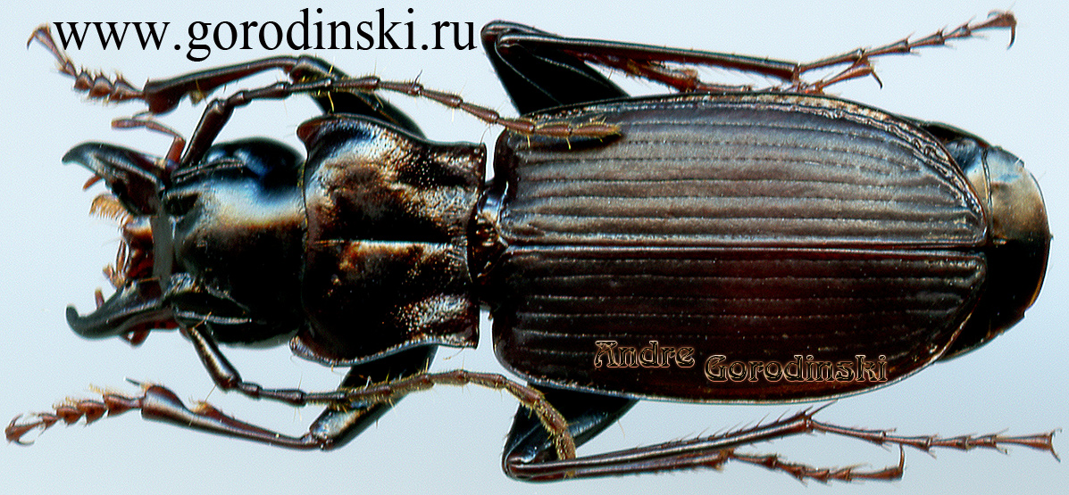 http://www.gorodinski.ru/carabidae/Metallophilus orion.jpg